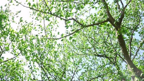 View of the trees in the mountain Stock Footage 164853710