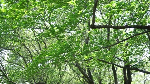View of the trees in the mountain Stock Footage 164853723