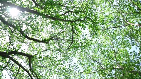 View of the trees in the mountain Stock Footage 164853778