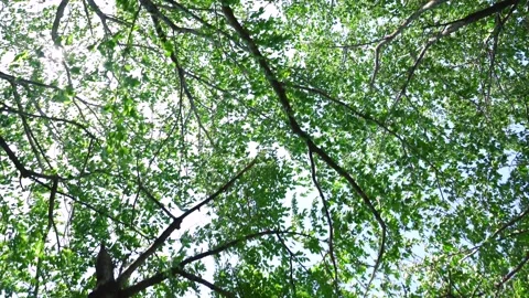 View of the trees in the mountain Stock Footage 164853803