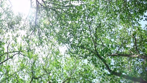 View of the trees in the mountain Stock Footage 164853817