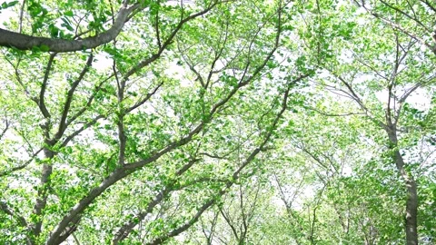 View of the trees in the mountain Stock Footage 164853819