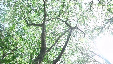 View of the trees in the mountain Stock Footage 164853821