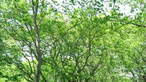 View of the trees in the mountain Stock Footage 164912743