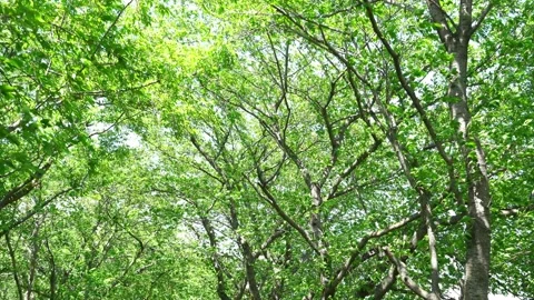 View of the trees in the mountain Stock Footage 164912744