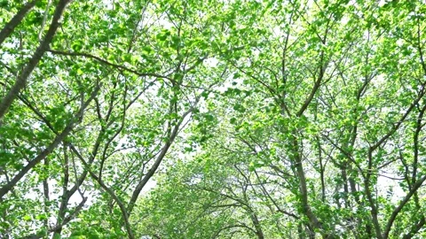 View of the trees in the mountain Stock Footage 164912770