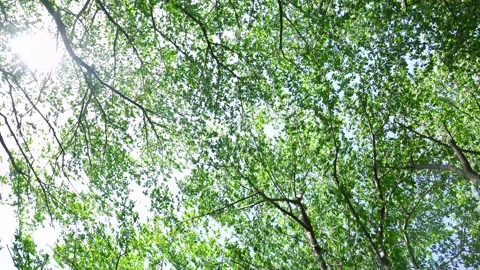 View of the trees in the mountain Stock Footage 164912772