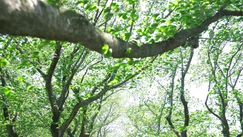 View of the trees in the mountain Stock Footage 164912786