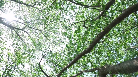 View of the trees in the mountain Stock Footage 164912792