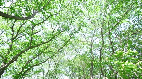 View of the trees in the mountain Stock Footage 164912812