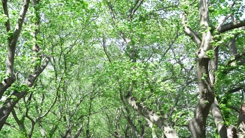 View of the trees in the mountain Stock Footage 164912815