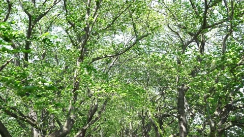 View of the trees in the mountain Stock Footage 164912829