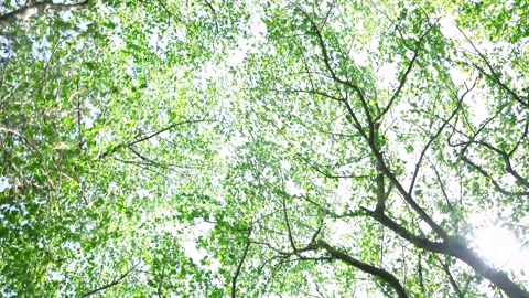 View of the trees in the mountain Stock Footage 164912846