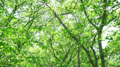 View of the trees in the mountain Stock Footage 164912847