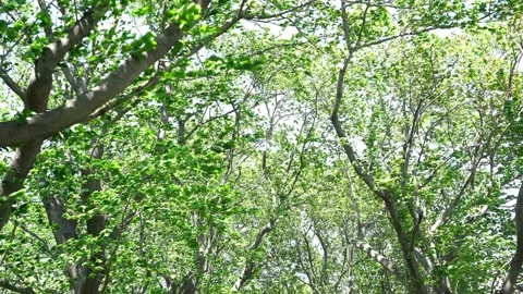 View of the trees in the mountain Stock Footage 164912854
