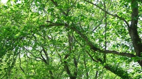 View of the trees in the mountain Stock Footage 164912861