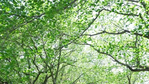 View of the trees in the mountain Stock Footage 164912864