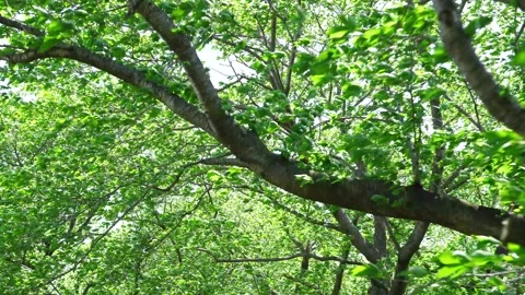 View of the trees in the mountain Stock Footage 164912897