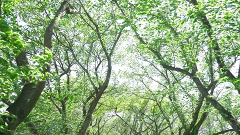 View of the trees in the mountain Stock Footage 164912917