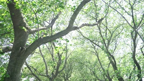 View of the trees in the mountain Stock Footage 164912933