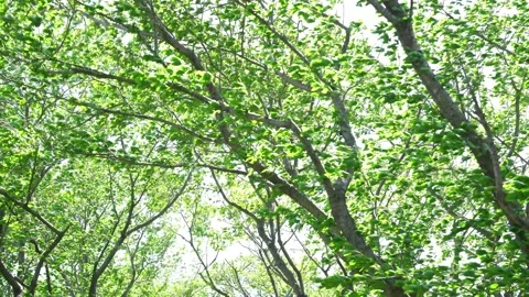 View of the trees in the mountain Stock Footage 164912934