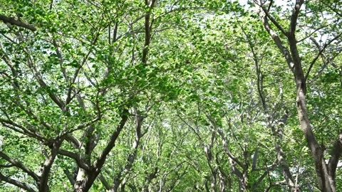 View of the trees in the mountain Stock Footage 164912938