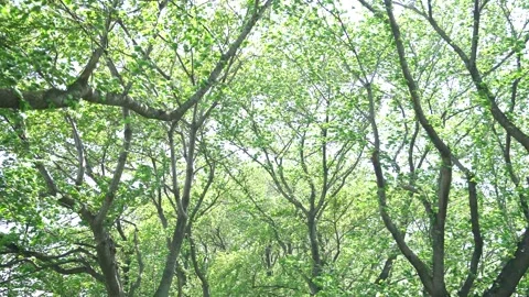 View of the trees in the mountain Stock Footage 164912973