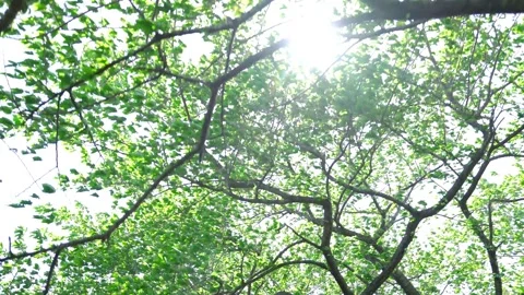 View of the trees in the mountain Stock Footage 164912988