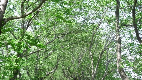 View of the trees in the mountain Stock Footage 164912999