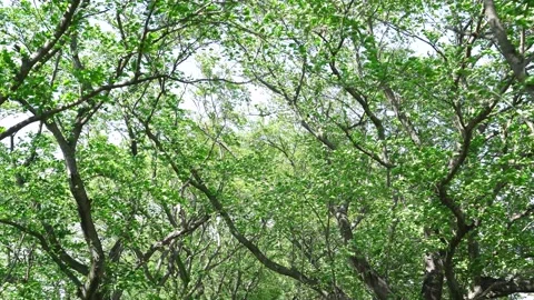 View of the trees in the mountain Stock Footage 164913025