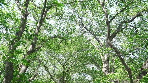 View of the trees in the mountain Stock Footage 164913033