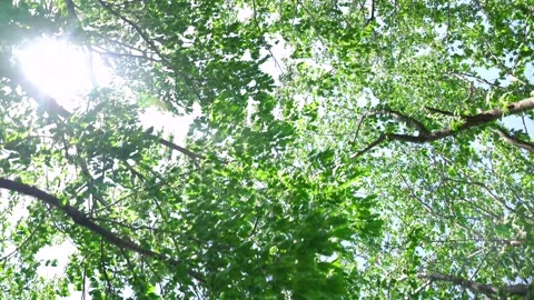 View of the trees in the mountain Stock Footage 164913071