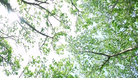 View of the trees in the mountain Stock Footage 164913131