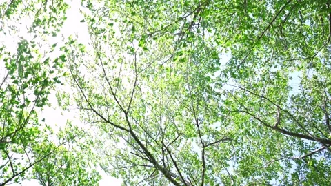 View of the trees in the mountain Stock Footage 164913157