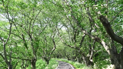 View of the trees in the mountain Stock Footage 164913158