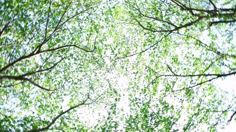 View of the trees in the mountain Stock Footage 164913173