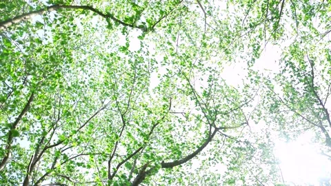 View of the trees in the mountain Stock Footage 164913194