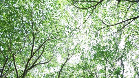 View of the trees in the mountain Stock Footage 164913226