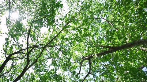 View of the trees in the mountain Stock Footage 164913227