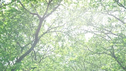 View of the trees in the mountain Stock Footage 165311722