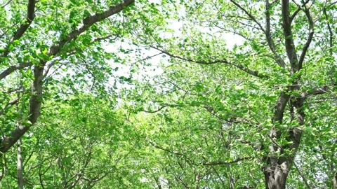 View of the trees in the mountain Stock Footage 165311723