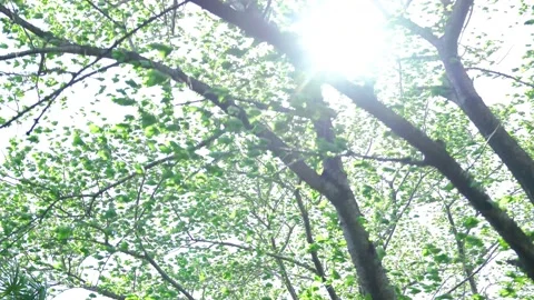 View of the trees in the mountain Stock Footage 165311728