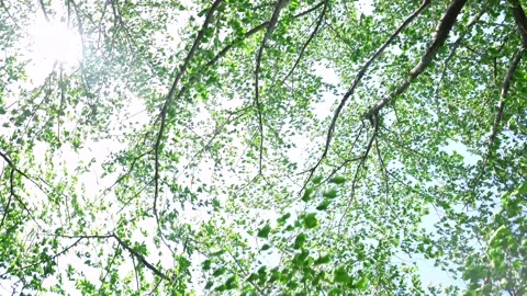 View of the trees in the mountain Stock Footage 165311729