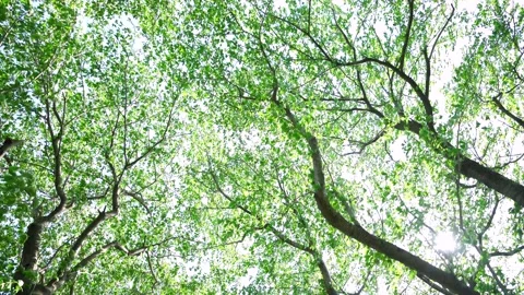 View of the trees in the mountain Stock Footage 165311735