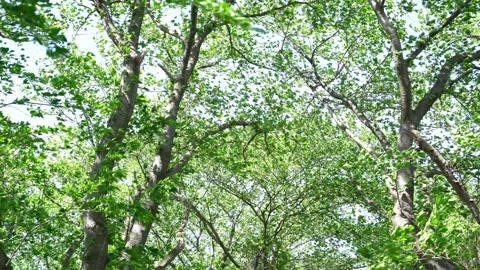 View of the trees in the mountain Stock Footage 165311736