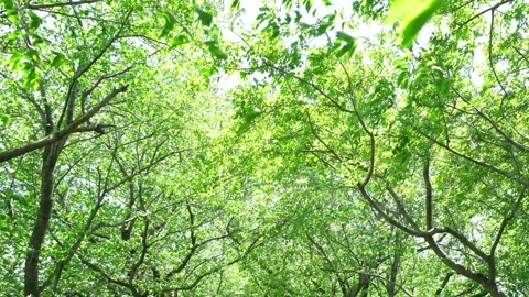 View of the trees in the mountain Stock Footage 170832660