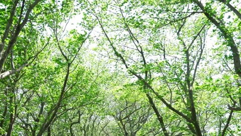 View of the trees in the mountain Stock Footage 170832661