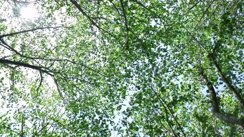 View of the trees in the mountain Stock Footage 170832668