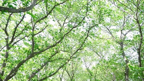 View of the trees in the mountain Stock Footage 170832669