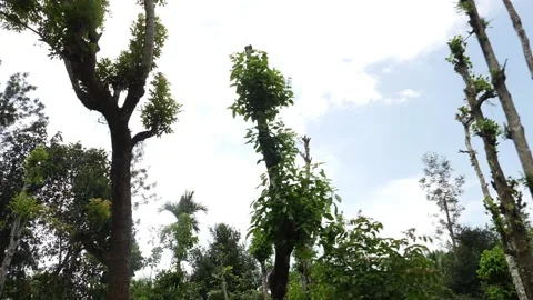 View of trees with no branches, No branches on trees Vídeo Stock 156955916